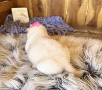 Farah, a female Shiba Inu for sale in Mammoth Spring, AR – Photo 5 of 5