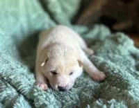 Echo, a male Shiba Inu for sale in Mammoth Spring, AR – 3 of 6