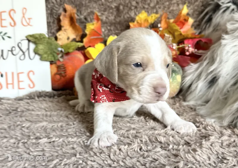 Staton – Beagle puppy for sale in Mammoth Spring, AR