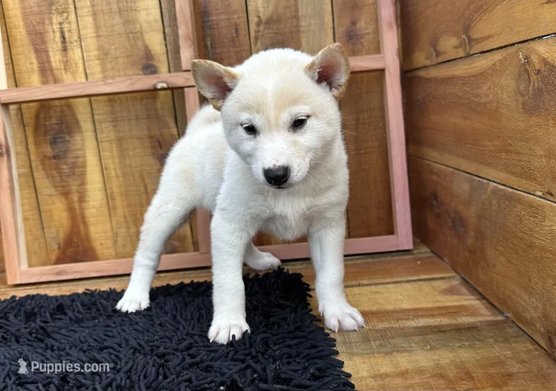 Flick – Shiba Inu puppy for sale in Mammoth Spring, AR