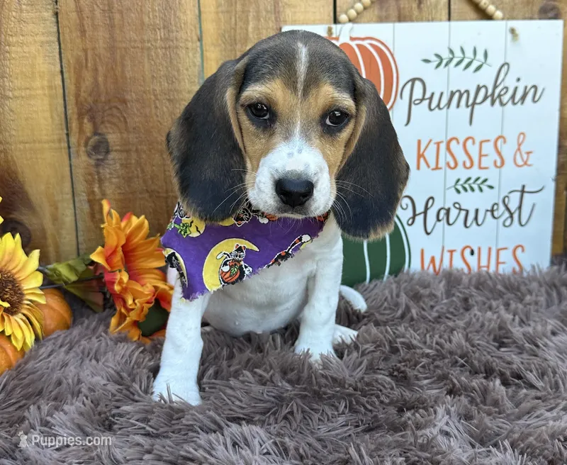 Mickey – Beagle puppy for sale in Mammoth Spring, AR