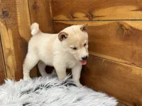 Echo, a male Shiba Inu for sale in Mammoth Spring, AR – 3 of 7