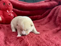 processed/9dd07f46-76e5-41bd-82ce-4d5454d90aef/listing/097bf596-8a27-44ca-80a7-9286eb9db6a0/5c3e884e-18a4-4089-95be-b157dbfb6d47