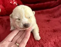 processed/9dd07f46-76e5-41bd-82ce-4d5454d90aef/listing/097bf596-8a27-44ca-80a7-9286eb9db6a0/f2219813-9176-4a13-bfef-ecf74318659a