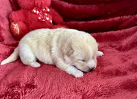 processed/9dd07f46-76e5-41bd-82ce-4d5454d90aef/listing/097bf596-8a27-44ca-80a7-9286eb9db6a0/f42a661c-5298-4a90-9ffb-a44740ea2f01