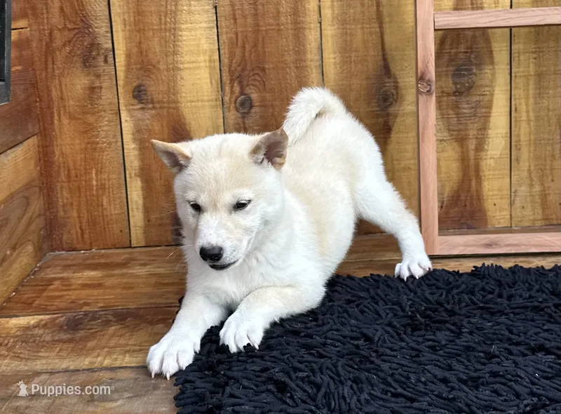 Echo – Shiba Inu puppy for sale in Mammoth Spring, AR