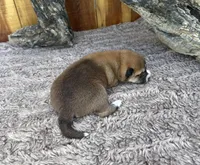 Koda, a male Shiba Inu for sale in Mammoth Spring, AR – 5 of 5