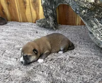Koda, a male Shiba Inu for sale in Mammoth Spring, AR – 2 of 5