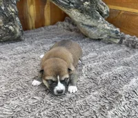 Koda, a male Shiba Inu for sale in Mammoth Spring, AR – 3 of 5