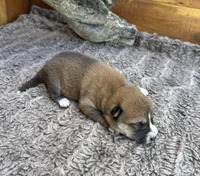 Koda, a male Shiba Inu for sale in Mammoth Spring, AR – 4 of 5