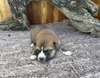 Koda, a male Shiba Inu for sale in Mammoth Spring, AR – 1 of 5