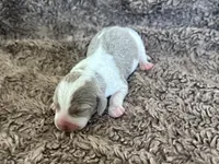 Staton, a male Beagle for sale in Mammoth Spring, AR – 2 of 9