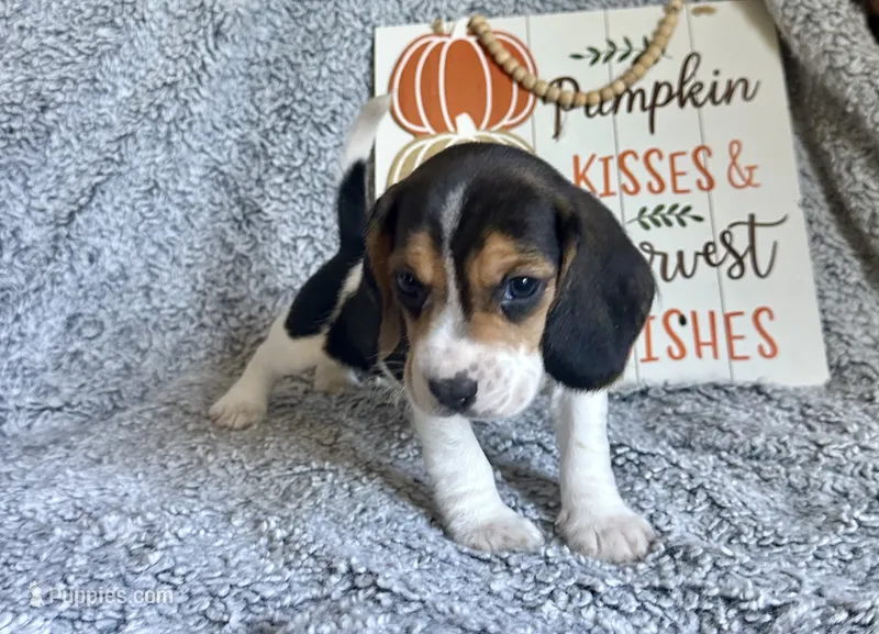 Shiloh  – Beagle puppy for sale in Mammoth Spring, AR