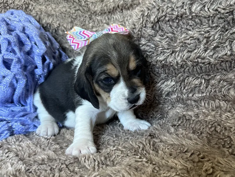 Jasmine  – Beagle puppy for sale in Mammoth Spring, AR