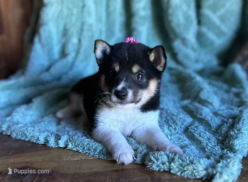 River – Shiba Inu puppy for sale in Mammoth Spring, AR