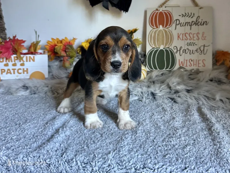 Floki  – Beagle puppy for sale in Mammoth Spring, AR