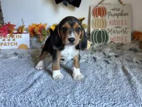 Floki , a male Beagle for sale in Mammoth Spring, AR – 1 of 5