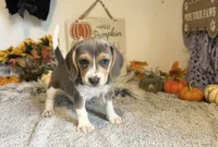 Cinderella, a female Beagle for sale in Mammoth Spring, AR – 1 of 6