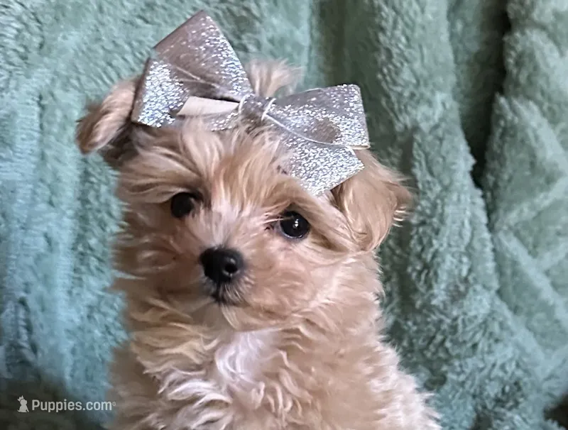 Milo, a male Maltipoo for sale in Mammoth Spring, AR – 1 of 7