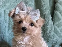 Milo, a male Maltipoo for sale in Mammoth Spring, AR – 1 of 7