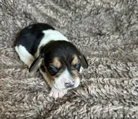Leif, a male Beagle for sale in Mammoth Spring, AR – 6 of 7