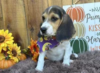 Mickey , a male Beagle for sale in Mammoth Spring, AR – 5 of 6