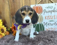 Mickey , a male Beagle for sale in Mammoth Spring, AR – 4 of 6