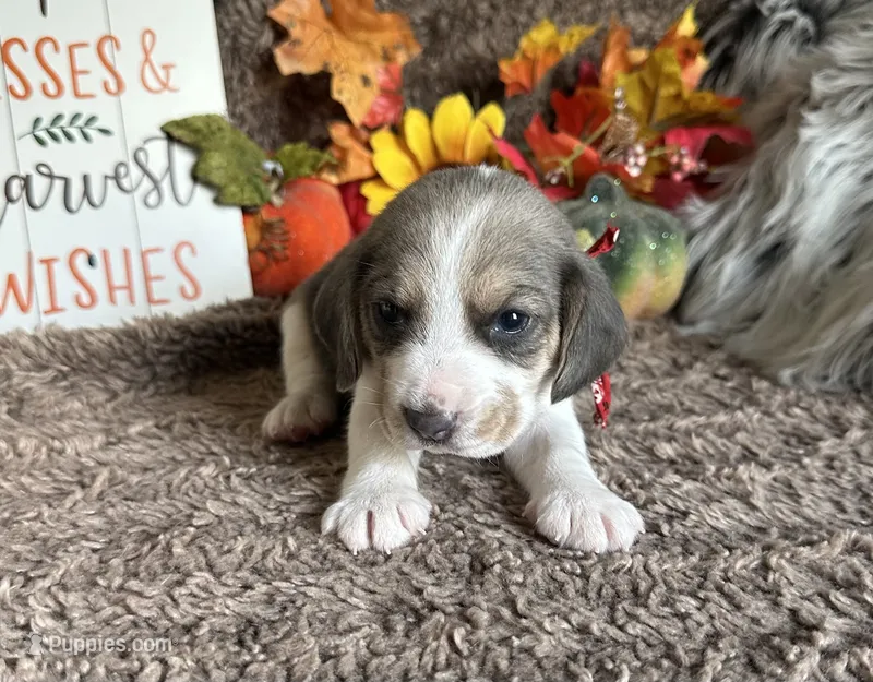 Prince Eric – Beagle puppy for sale in Mammoth Spring, AR