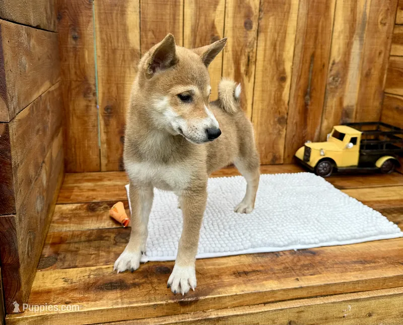 Koda – Shiba Inu puppy for sale in Mammoth Spring, AR