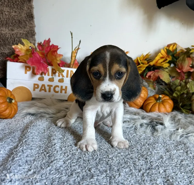 Mickey – Beagle puppy for sale in Mammoth Spring, AR