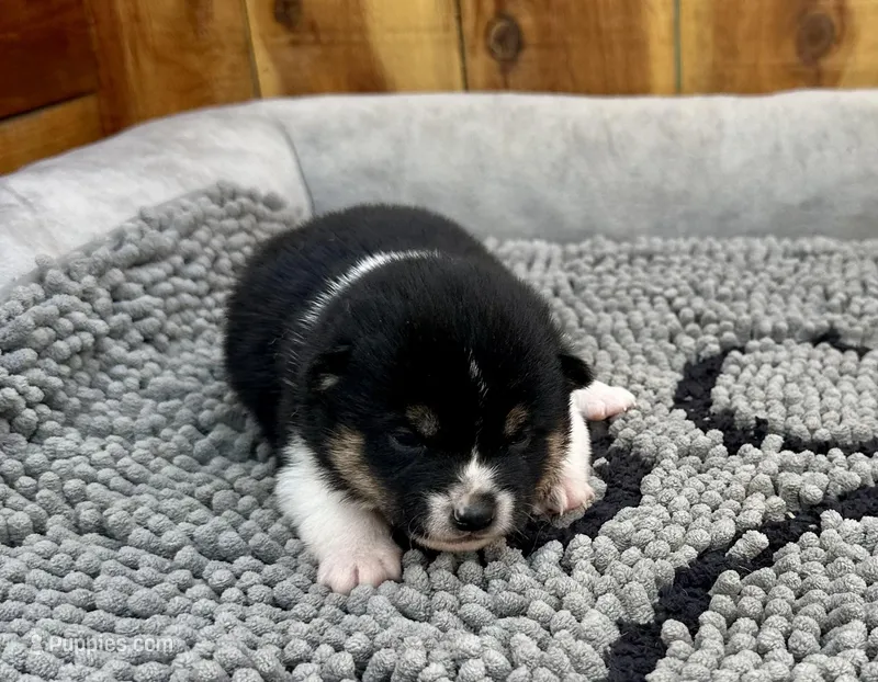 River – Shiba Inu puppy for sale in Mammoth Spring, AR