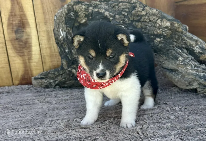 River – Shiba Inu puppy for sale in Mammoth Spring, AR