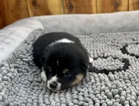 River, a female Shiba Inu for sale in Mammoth Spring, AR – Photo 2 of 7