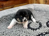 River, a female Shiba Inu for sale in Mammoth Spring, AR – Photo 7 of 7