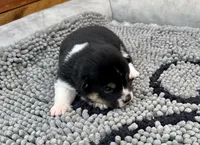 River, a female Shiba Inu for sale in Mammoth Spring, AR – Photo 4 of 7