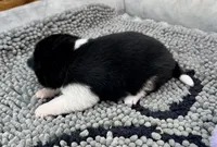 River, a female Shiba Inu for sale in Mammoth Spring, AR – Photo 5 of 7