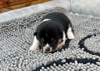 River, a female Shiba Inu for sale in Mammoth Spring, AR – Photo 3 of 7
