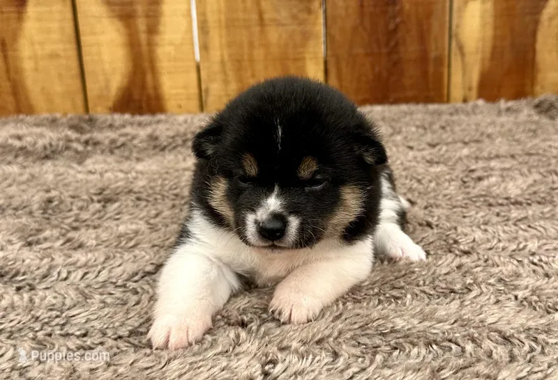 River – Shiba Inu puppy for sale in Mammoth Spring, AR