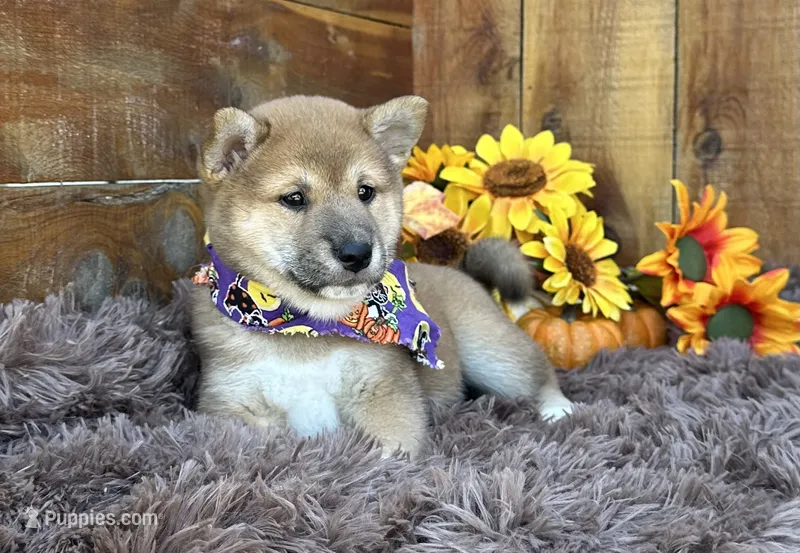 Brilynn – Shiba Inu puppy for sale in Mammoth Spring, AR