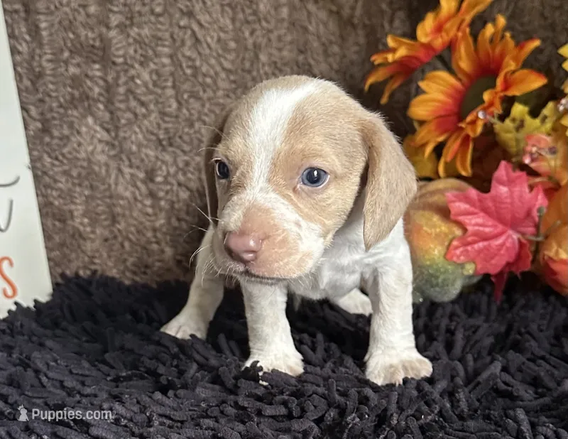 Staton – Beagle puppy for sale in Mammoth Spring, AR