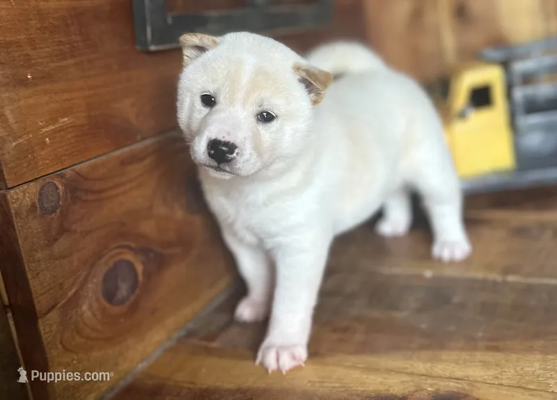Flick – Shiba Inu puppy for sale in Mammoth Spring, AR