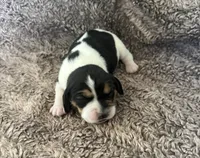 Jasmine , a female Beagle for sale in Mammoth Spring, AR – 4 of 7