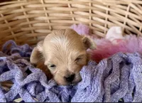 Milo, a male Maltipoo for sale in Mammoth Spring, AR – Photo 3 of 3
