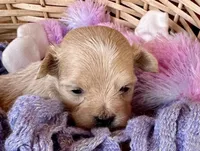 Milo, a male Maltipoo for sale in Mammoth Spring, AR – Photo 2 of 3