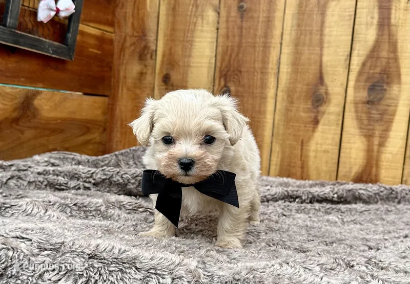 Milo – Maltipoo puppy for sale in Mammoth Spring, AR