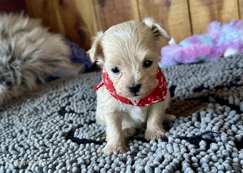 Milo – Maltipoo puppy for sale in Mammoth Spring, AR