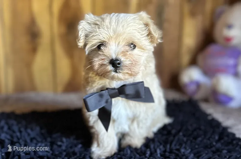 Milo – Maltipoo puppy for sale in Mammoth Spring, AR