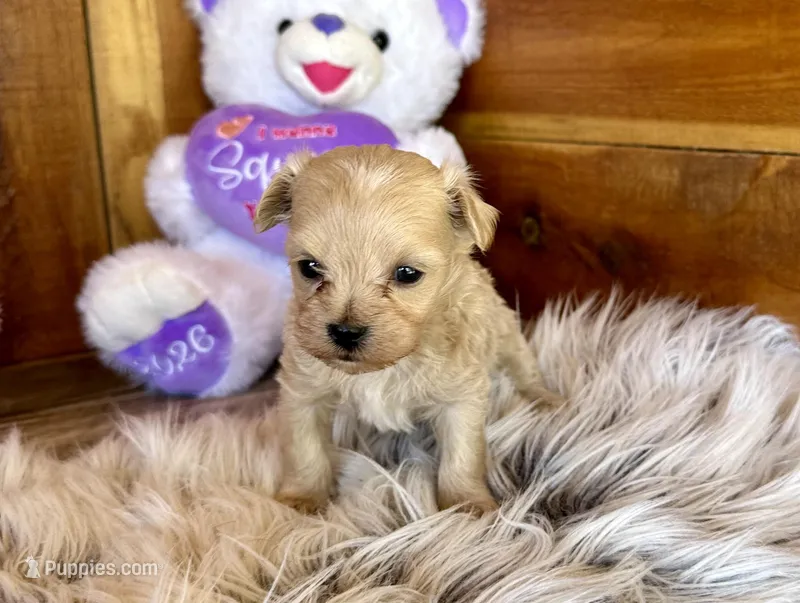 Milo – Maltipoo puppy for sale in Mammoth Spring, AR