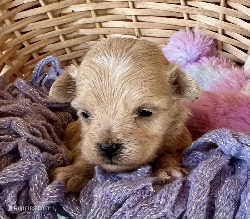 Milo – Maltipoo puppy for sale in Mammoth Spring, AR