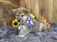Brilynn, a female Shiba Inu for sale in Mammoth Spring, AR – 2 of 6
